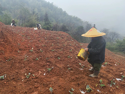 壹号娱乐股份公司春肥送暖助春耕