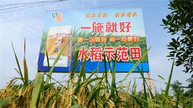壹号娱乐九禾公司“一施就好”专用复合肥水稻试验示范喜获丰收